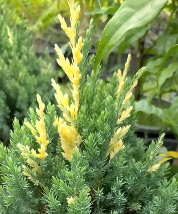 สนแซมทอง (Chinese Juniper) หรือสนพลุทอง กระถาง 10 นิ้ว