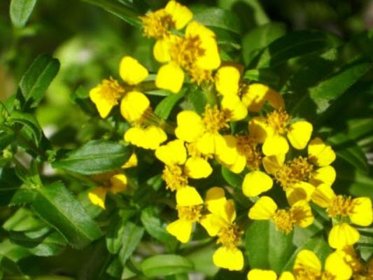 รัสเซียน ทาร์รากอน (Russian Tarragon) / 3,000 เม็ด (UK)