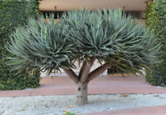 เลือดมังกร (Dracaena Draco / Dragon Blood) / 25 เม็ด (Portugal)