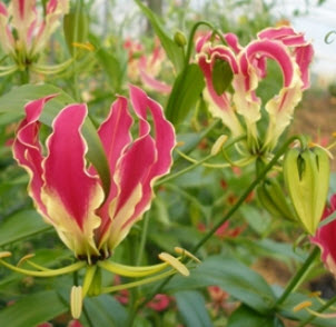 ต้นดองดึง / ต้น