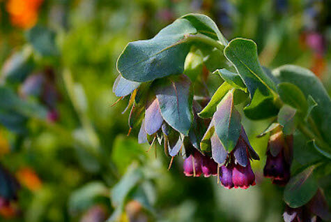 เซอรินธ์ (Cerinthe / blue shrimp) / 25 เม็ด