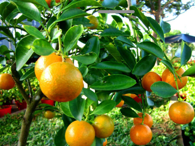 ต้นส้ม คัมควอท Kumquat ส้มกินทั้งเปลือก สูง 40-50 ซ.ม. ส้มกิมจ๊อ