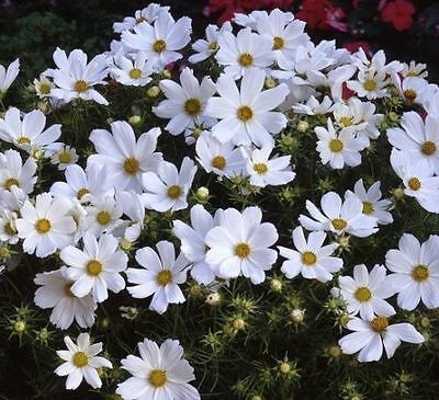 ดาวกระจาย เพียวริตี้ (Cosmos - Purity) / 50 เม็ด (UK)