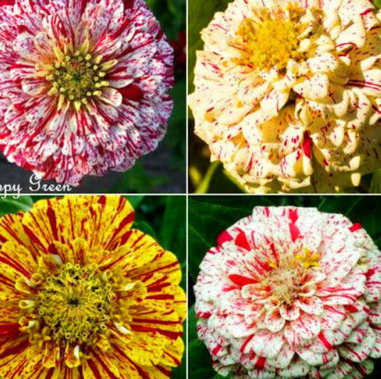 บานชื่น (Zinnia Dahlia - Peppermint Stick) / 340 เม็ด (UK)