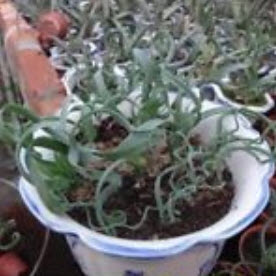 Spiral grass (Succulents) / 25 เม็ด (USA)*