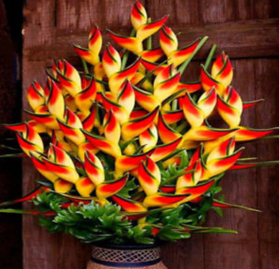 เฮลิโคเนีย (Heliconia) เหลือง-แดง / 50 เม็ด
