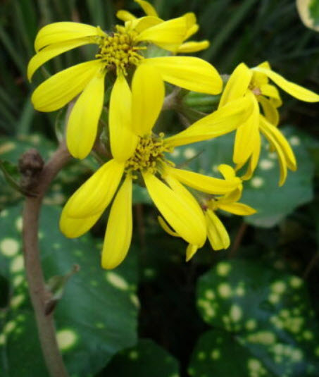 เสือดาวใบด่าง (variegate Leopard plant) / 5 เม็ด (USA)