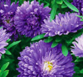 แอสเตอร์ (Aster) สีฟ้า / ซอง 50 เม็ด (A059)