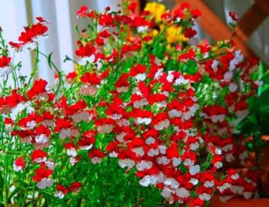 เนมีเซีย แดนิช แฟล็ก (Nemesia Danish Flag) / 1,000 เม็ด (UK)