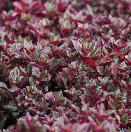 ต้นเกล็ดทับทิม (Calico plant) กระถาง เล็ก / ต้น