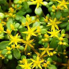 ซีดัม ไลแนร์ (Sedum Lineare) / ซอง 50 เม็ด (A201)