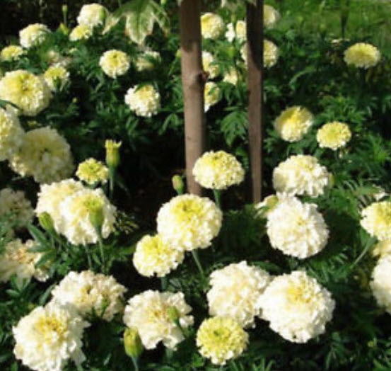 ดาวเรือง คีรีแมนจาโร (Marigold Erecta Kilimanjaro) สีขาว / 35 เม็ด (Ukraine)