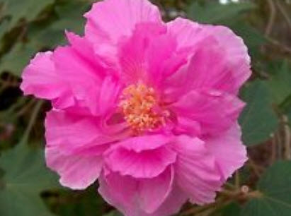 พุดตานกลีบซ้อน (Cotton rose) / 10 เม็ด (นอก)