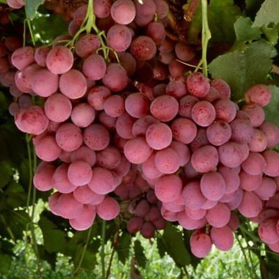 องุ่น เรด โกลบ (Red Globe Grape) / 25 เม็ด (นอก)