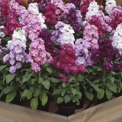 ไวโอเล็ท - ซินเดอเรลล่า (Violet - Cinderella) คละ / 25 เม็ด (UK)