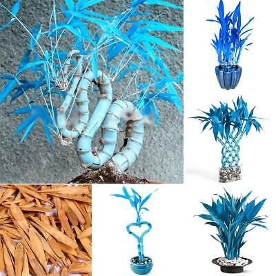 ไผ่บอนไซ (Bamboo bonsai) สีฟ้า / 40 เม็ด (China)