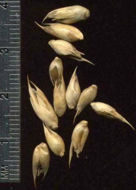 ไผ่ซาง (Male Bamboo / Dendrocalamus strictus) / 100 เม็ด (Portugal)