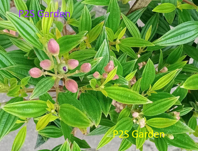 ต้นม่วงมงคล หรือโคลงเคลง กระถาง 10 นิ้ว สูง 70-90 ซ.ม. / ต้น