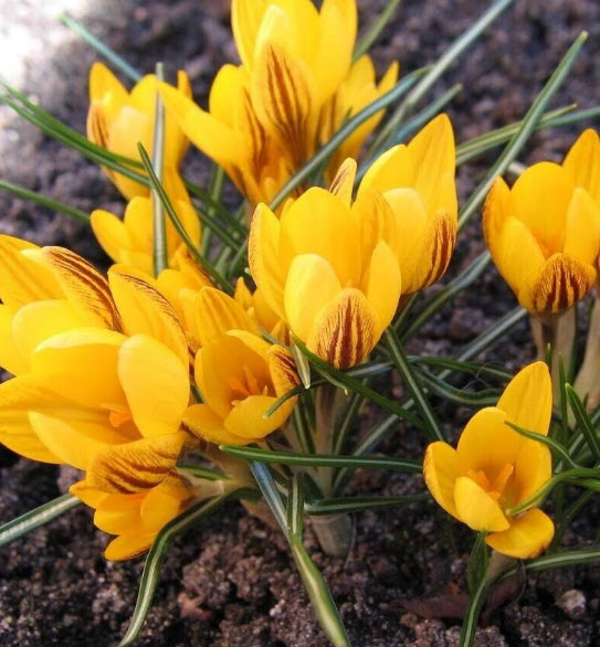 หญ้าฝรั่น (Saffron Crocus) สีเหลือง / 10 เม็ด (China)