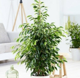 ไทรใบแหลม - ทไวไลท์ (Ficus Benjamina) / 10 เม็ด