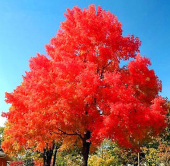เมเปิ้ลญี่ปุ่น (Japanese Maple) สีแดง / 30 เม็ด