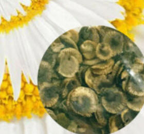 มิราเคิล เดซี่ (Mitracle Daisy) สีขาว-เหลือง / 100 เม็ด