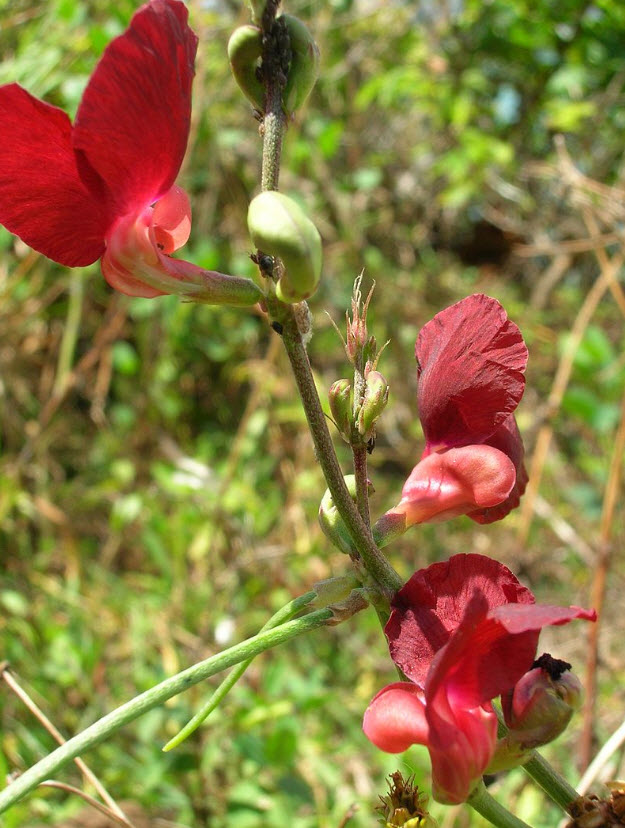 ถั่วผี หรือถั่วกระเป๋า ดอกแดง / 25 เม็ด (หายาก)