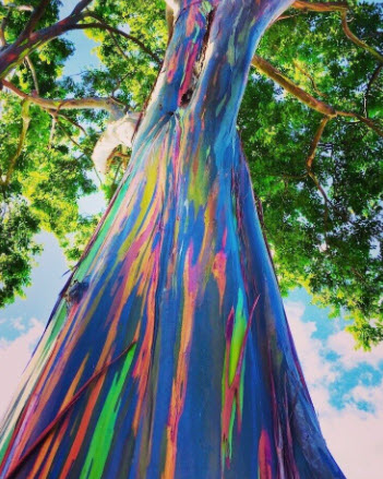 ต้นยูคาลิปตัสสีรุ้ง ยูคาสีรุ้ง สูง 70-100 ซ.ม. เพาะเมล็ดนำเข้า