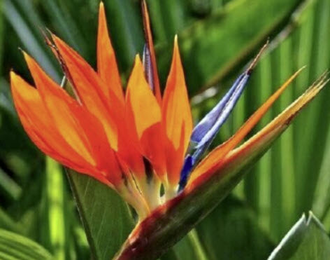 ปักษาสวรรค์ (Bird of Paradise) คละ / 25 เม็ด (China)