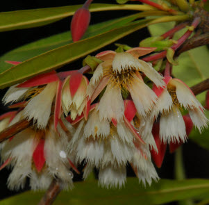 ต้นกระดิ่งนางฟ้า หรือไคร้ย้อย กระถาง สูง 20-30 ซ.ม. / ต้น