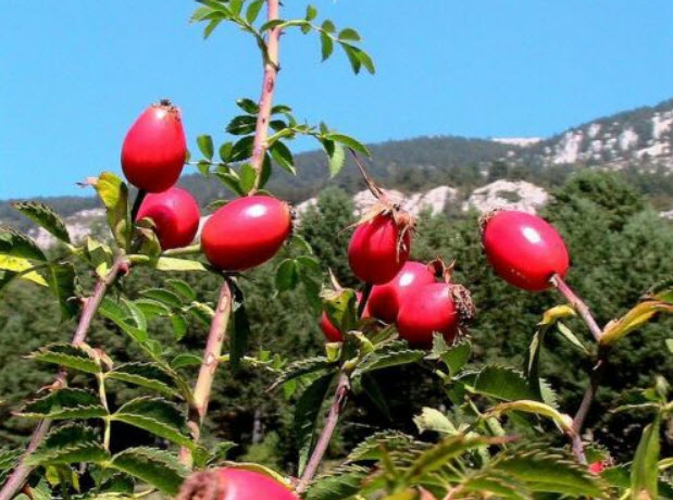 ด็อกโรส (Dog Brier Rose) สีชมพู / 10 เม็ด (USA)