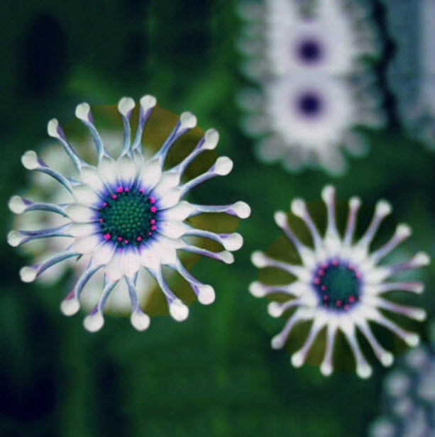 เบญจมาศ Blue Eye Chrysanthemum / 50 เม็ด