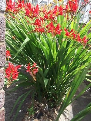 โครคอสเมียร์ (Crocosmia Lucifer / Montbretia) / 25 เม็ด (Spain)