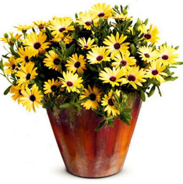 เดซีบอนไซ (Daisy bonsai) สีเหลือง / 50 เม็ด