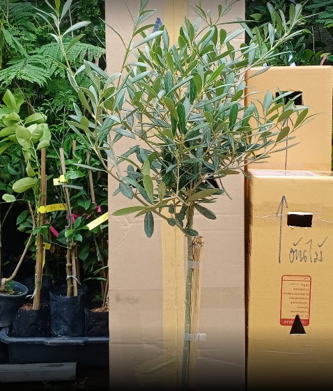 ต้นมะกอก มะกอกโอลีฟ พันธุ์ Leccino จากอิตาลี ไซส์ใหญ่ ทรงพุ่ม สูง 80-100 ซ.ม.