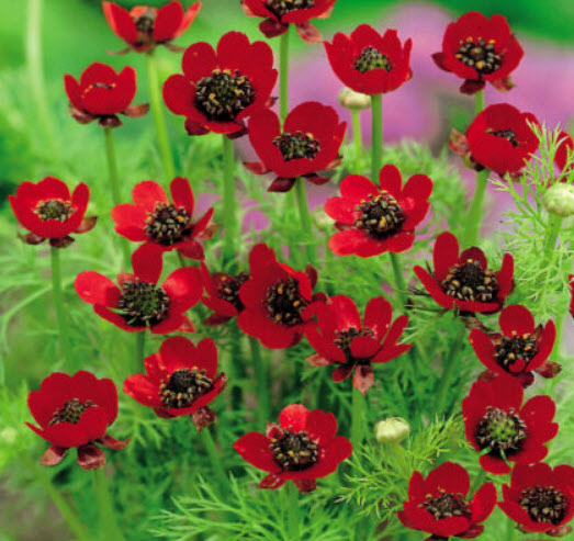 อโดนิส (Adonis) สีแดง / 450 เม็ด (UK)