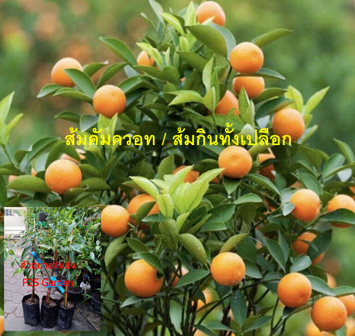 ต้นส้ม คัมควอท Kumquat ส้มกินทั้งเปลือก สูง 40-50 ซ.ม. ส้มกิมจ๊อ