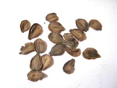 ขจร / สลิด (Cowslip creeper) / 15 เม็ด