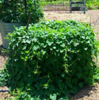 แตงหนาม/คิวาโน (Kiwano) / 10 เม็ด (UK)