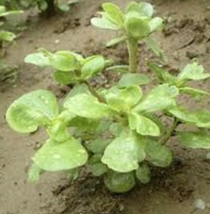 ผักเบี้ยใหญ่สีทอง (Golden Purslane / Portulaca Sativa) / 100 เม็ด (USA)