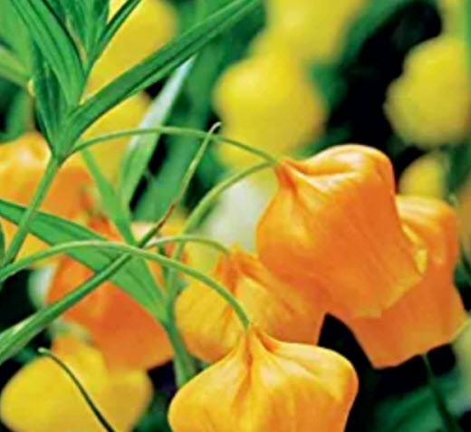 แซนเดอโซเนีย (Sandersonia) / 10 เม็ด