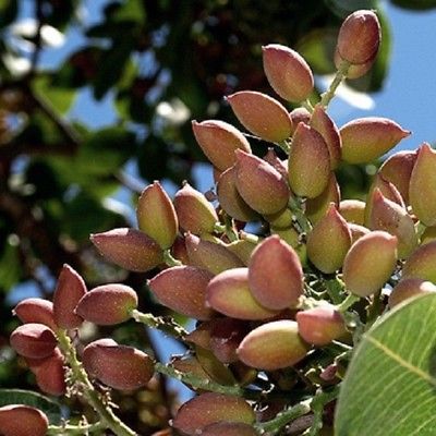 พิสตาชีโอ (Pistachio) / 10 เม็ด (นอก)