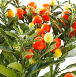 โสมอินเดีย (Indian Ginseng) / 50 เม็ด (India) *