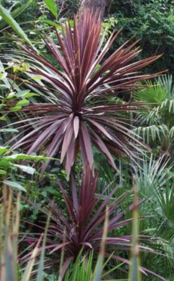 จันผาม่วงออสเตรเลีย (Cordyline australis) / 25 เม็ด (Portugal)*