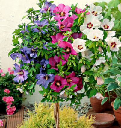โรส ออฟ ชารอน (Rose of Sharon / Hibicus Syriacus) คละ / 50 เม็ด (UK)