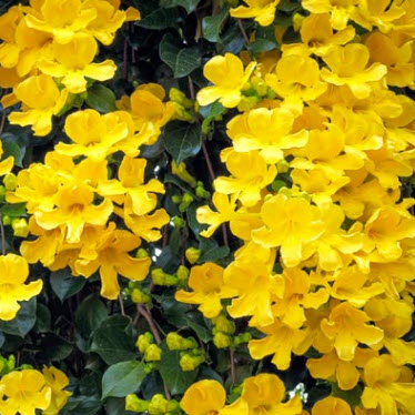 เหลืองชัชวาลย์ / 10 เม็ด