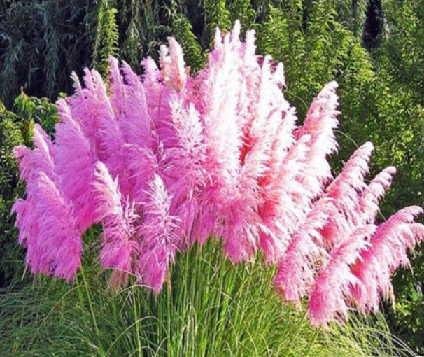 หญ้าภูเขา (Pampas Grass) สีชมพู / 200 เม็ด (UK)