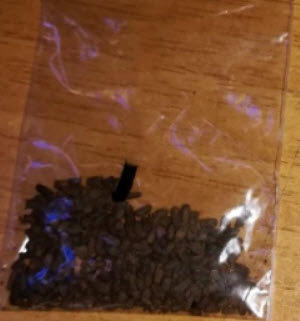 โฮย่าสีน้ำเงิน (Blue Hoya) / 100 เม็ด (หายาก)