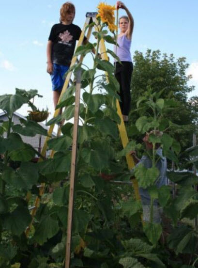 ทานตะวันยักษ์ (Giant Sunflower - Skyscraper) / 10 เม็ด (Serbia)