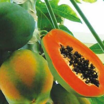 มะละกอ Coorg Honeydew / 10 เม็ด (Portugal)